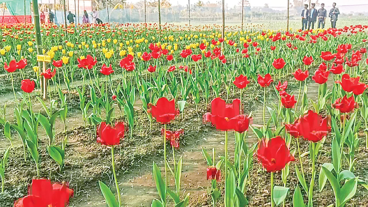 তেঁতুলিয়ার দর্জিপাড়া যেন একখণ্ড ‘নেদারল্যান্ডস’