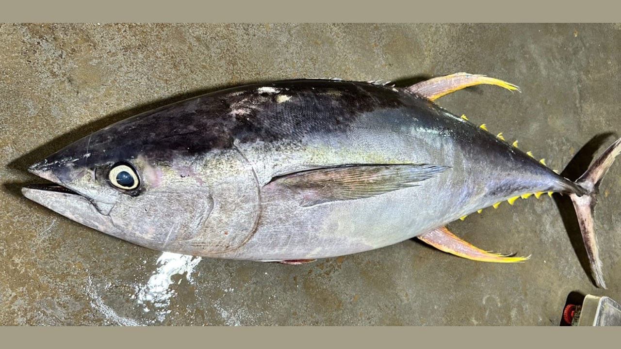 কুয়াকাটার জেলের জালে ধরা পড়ল ২৯ কেজির বিরল ‘ইয়েলোফিন টুনা’