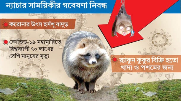 র‌্যাকুন কুকুর করোনাভাইরাস ছড়িয়েছে