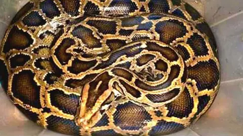 শ্রীমঙ্গলে মহাসড়কের পাশ থেকে অজগর উদ্ধার