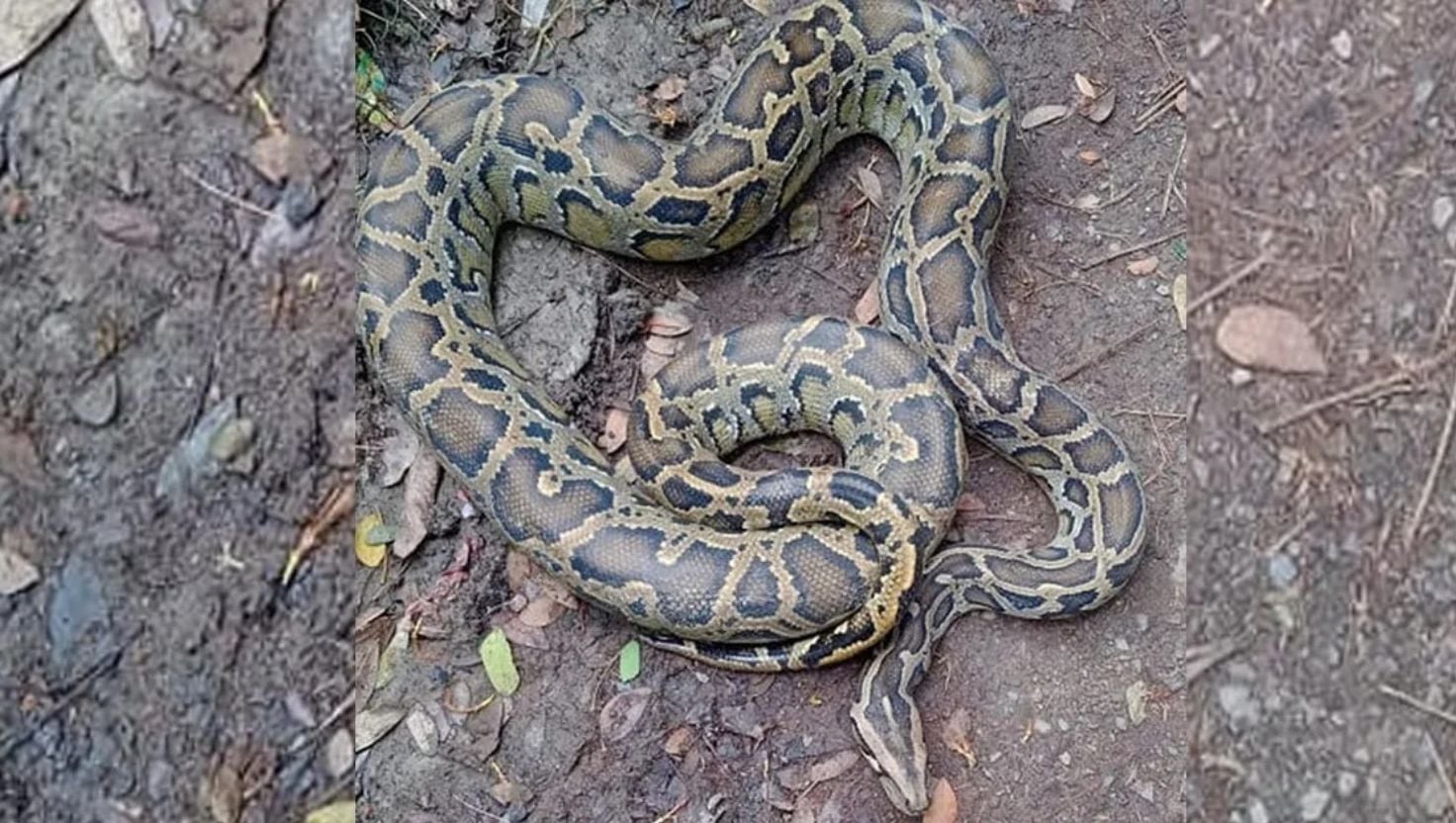 চট্টগ্রামে ১৪ কেজি ওজনের অজগর উদ্ধার 