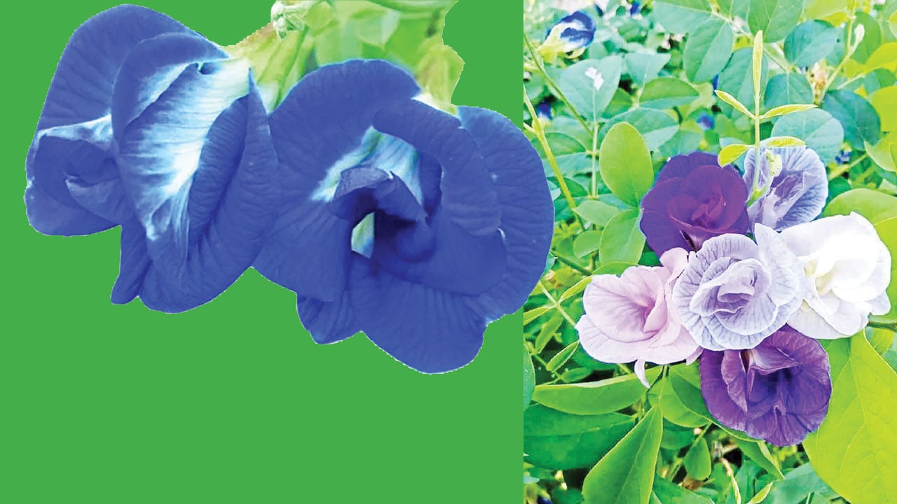 অপরাজিতা প্রকৃতির অপূর্ব সৃষ্টি