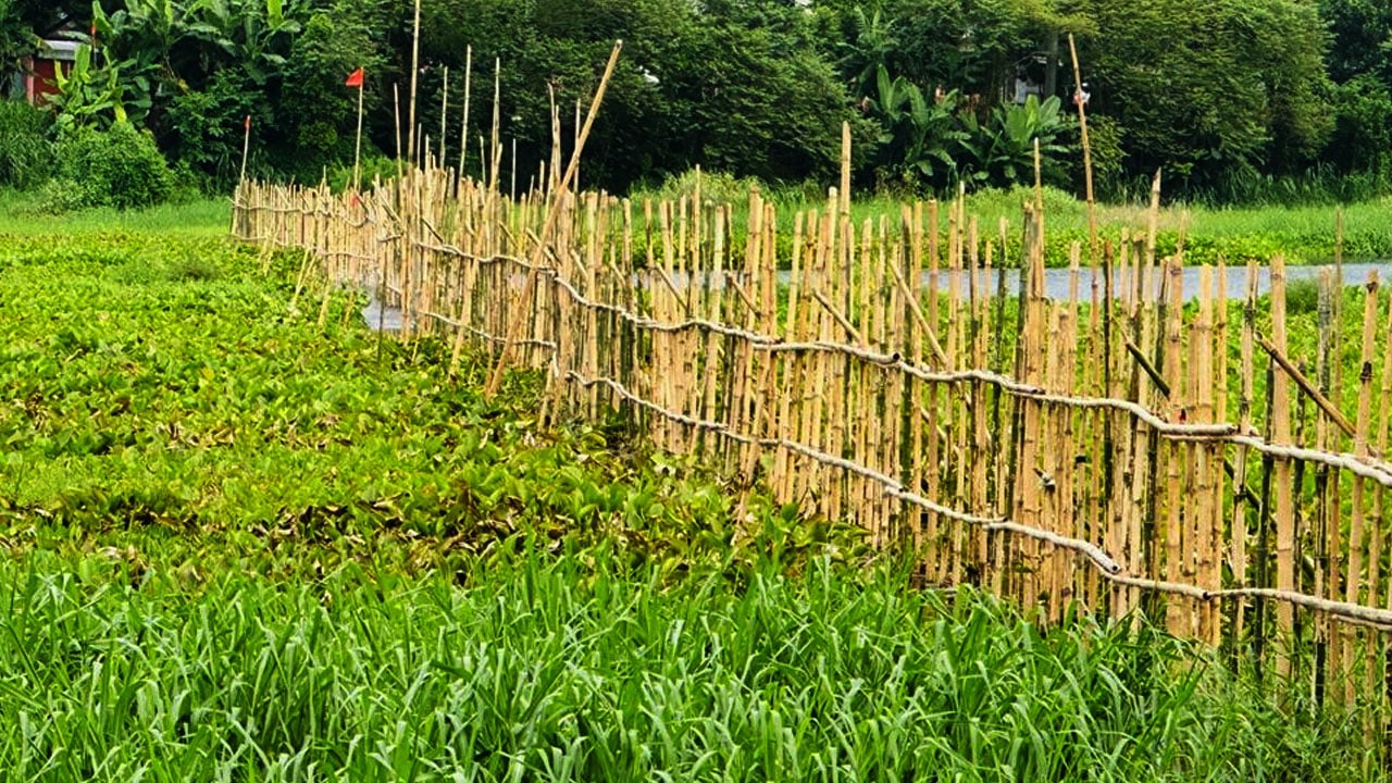 অবৈধ-দখল-ভরাটে-অস্তিত্ব-হারাচ্ছে-কেরানীগঞ্জের-সিরাজনগর-বিল