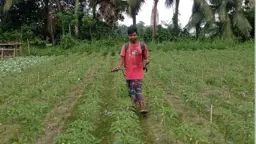 ধুনটে শীতের আগাম শাকসবজি চাষে মাঠে ব্যস্ততা
