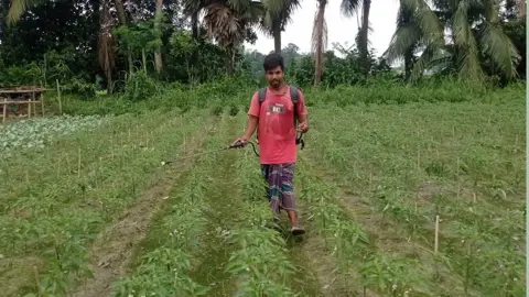 ধুনটে শীতের আগাম শাকসবজি চাষে মাঠে ব্যস্ততা 