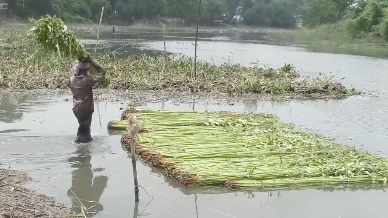 আগেভাগেই পাট কাটতে বাধ্য হলেন যশোরের চাষিরা