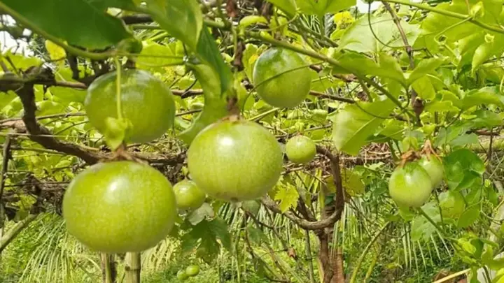 আনারকলি ফল চাষে কেন আগ্রহ বাড়ছে কৃষকদের