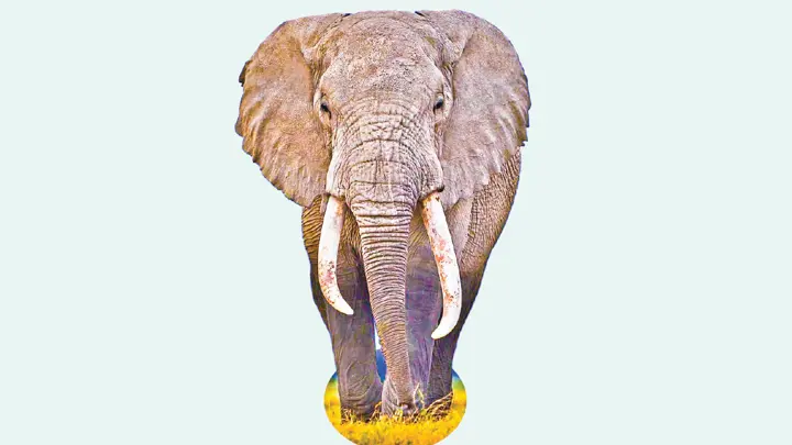 আফ্রিকার হাতি বৃহত্তম স্থলজ প্রাণী