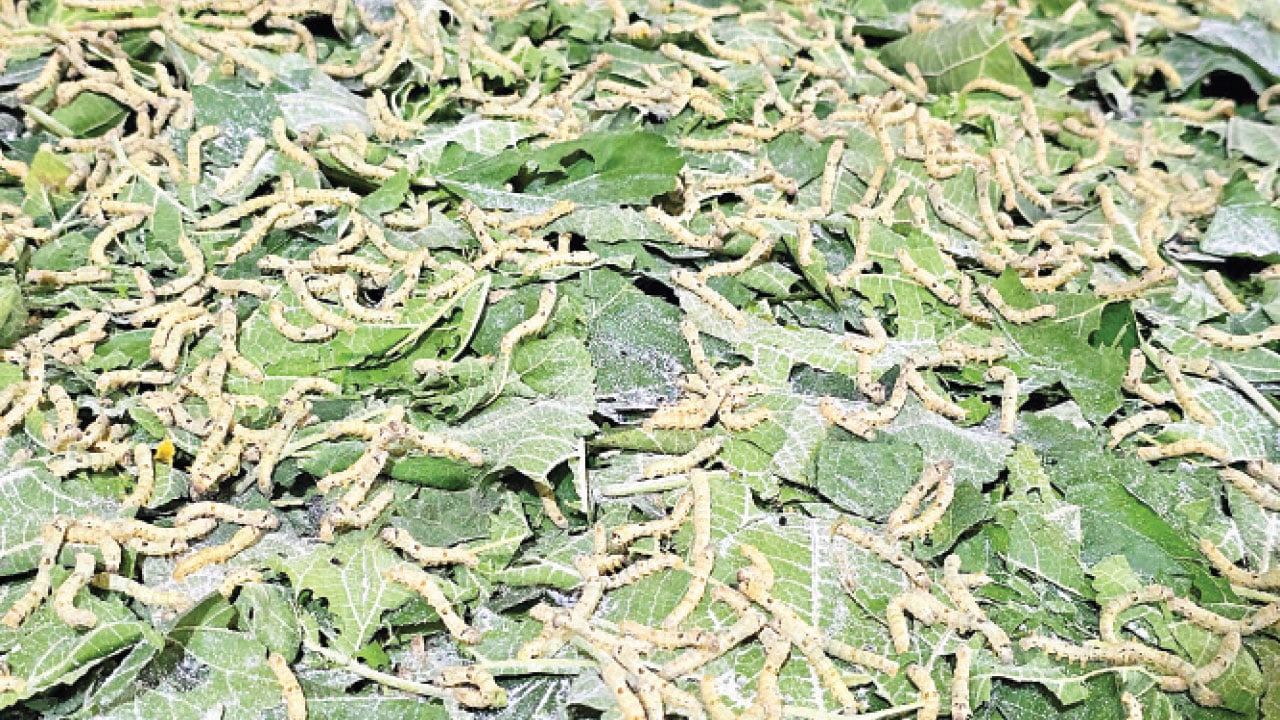 আবার ঘুরে দাঁড়াচ্ছে বগুড়ার রেশমশিল্প