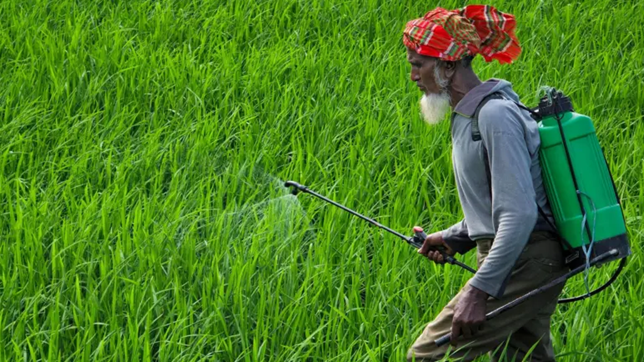 সার আছে, তবু কৃষকের ভোগান্তি কেন