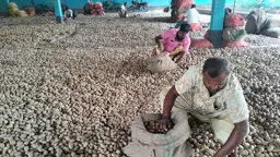 কিশোরগঞ্জে আলুবীজ নিয়ে বিপাকে চাষিরা