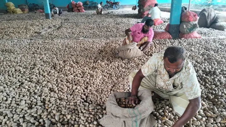 কিশোরগঞ্জে আলুবীজ নিয়ে বিপাকে চাষিরা