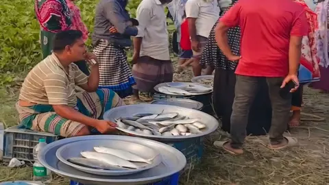নদীতে নিষেধাজ্ঞা, ডাঙ্গায় ইলিশের হাট
