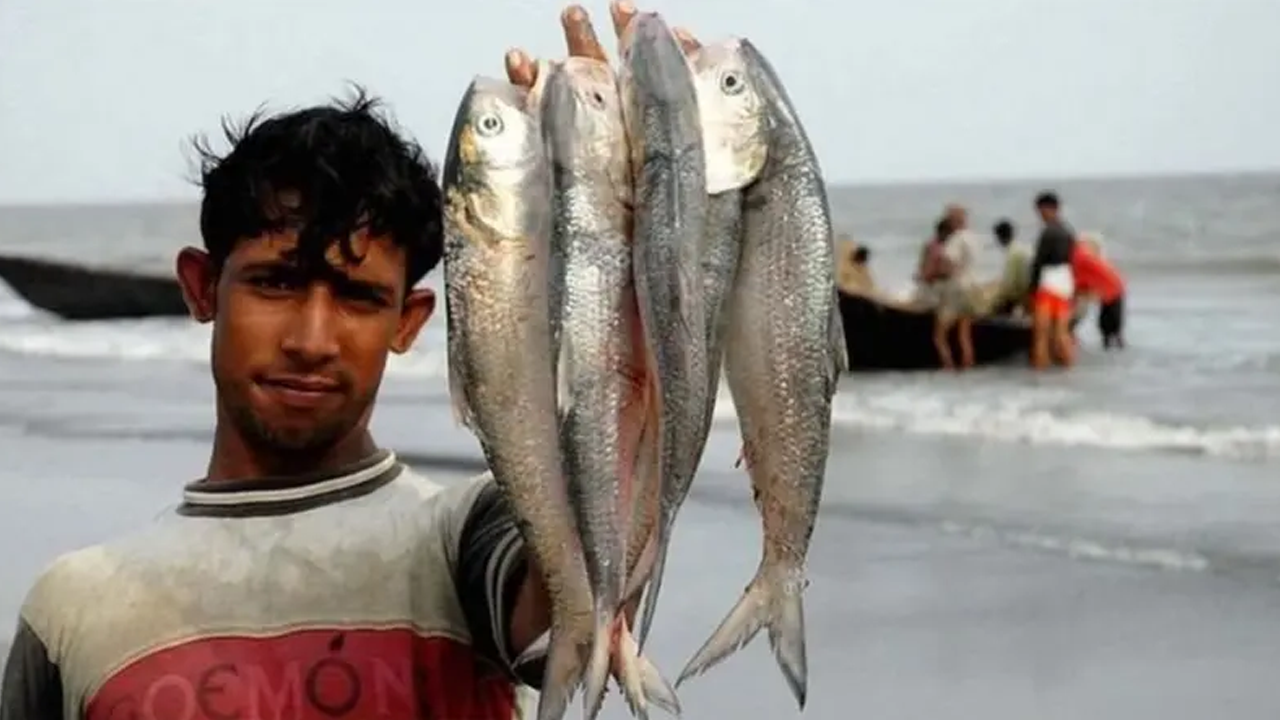 জিআই পণ্য ইলিশ: গর্ব দিয়ে সম্পদ রক্ষা করা কঠিন