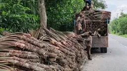 কুলিয়ারচরে কচু চাষে অর্থনৈতিকভাবে লাভবান হচ্ছেন চাষিরা