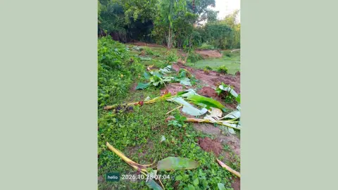লামায় শত্রুতার জেরে ২৬০টি কলা ও সুপারিগাছ কেটে ফেলল প্রতিপক্ষ
