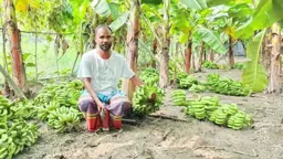ধনবাড়ীতে কৃষকের খেতের কলা কেটে দিল দুর্বৃত্তরা, ক্ষতি ২ লক্ষাধিক টাকা
