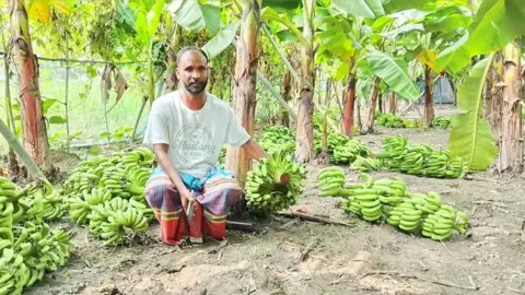ধনবাড়ীতে কৃষকের খেতের কলা কেটে দিল দুর্বৃত্তরা, ক্ষতি ২ লক্ষাধিক টাকা 