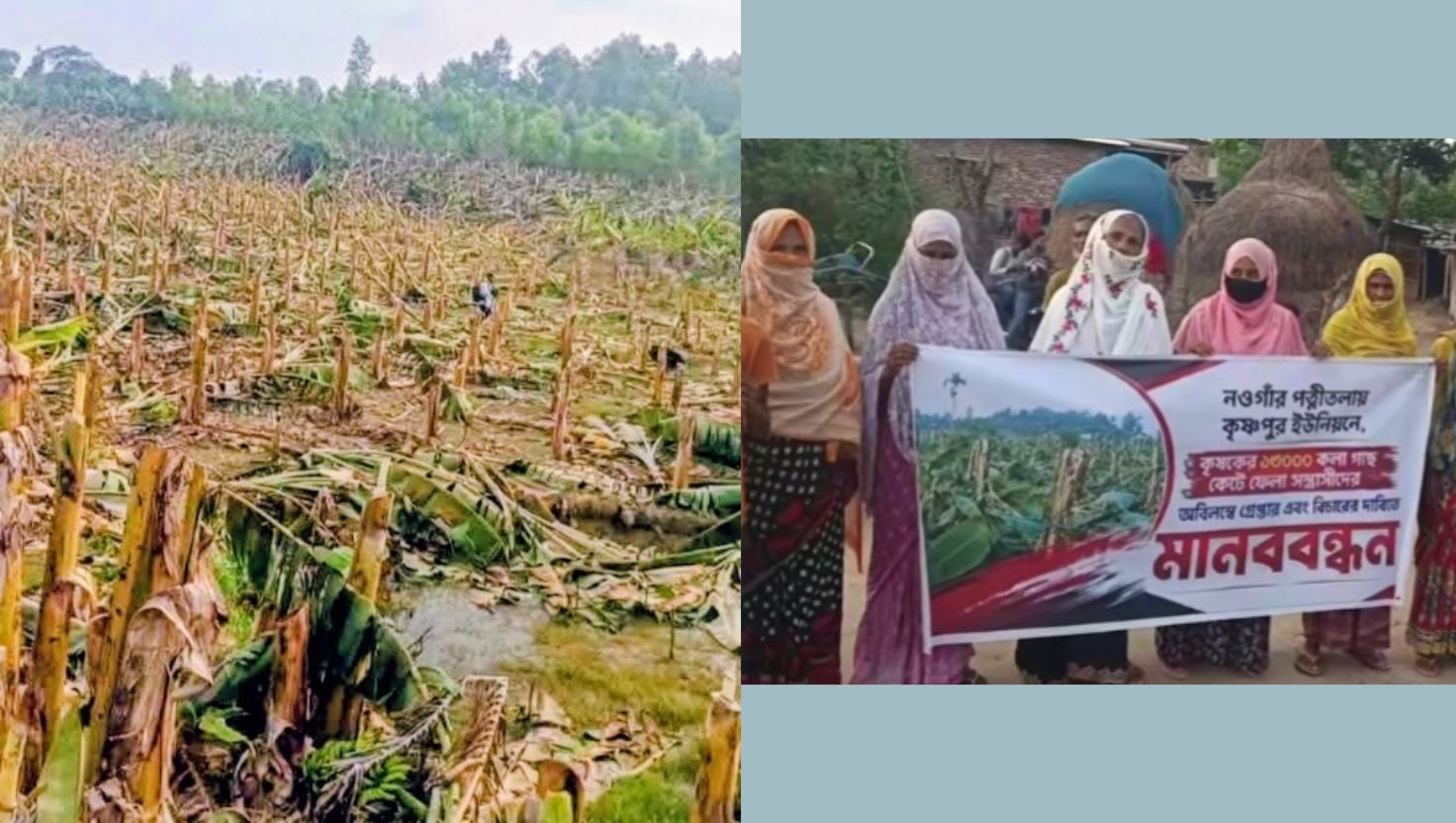 পত্নীতলায় ১৩ হাজার কলাগাছ কর্তনের অভিযোগ, ৩৫ লাখ টাকার ক্ষতি