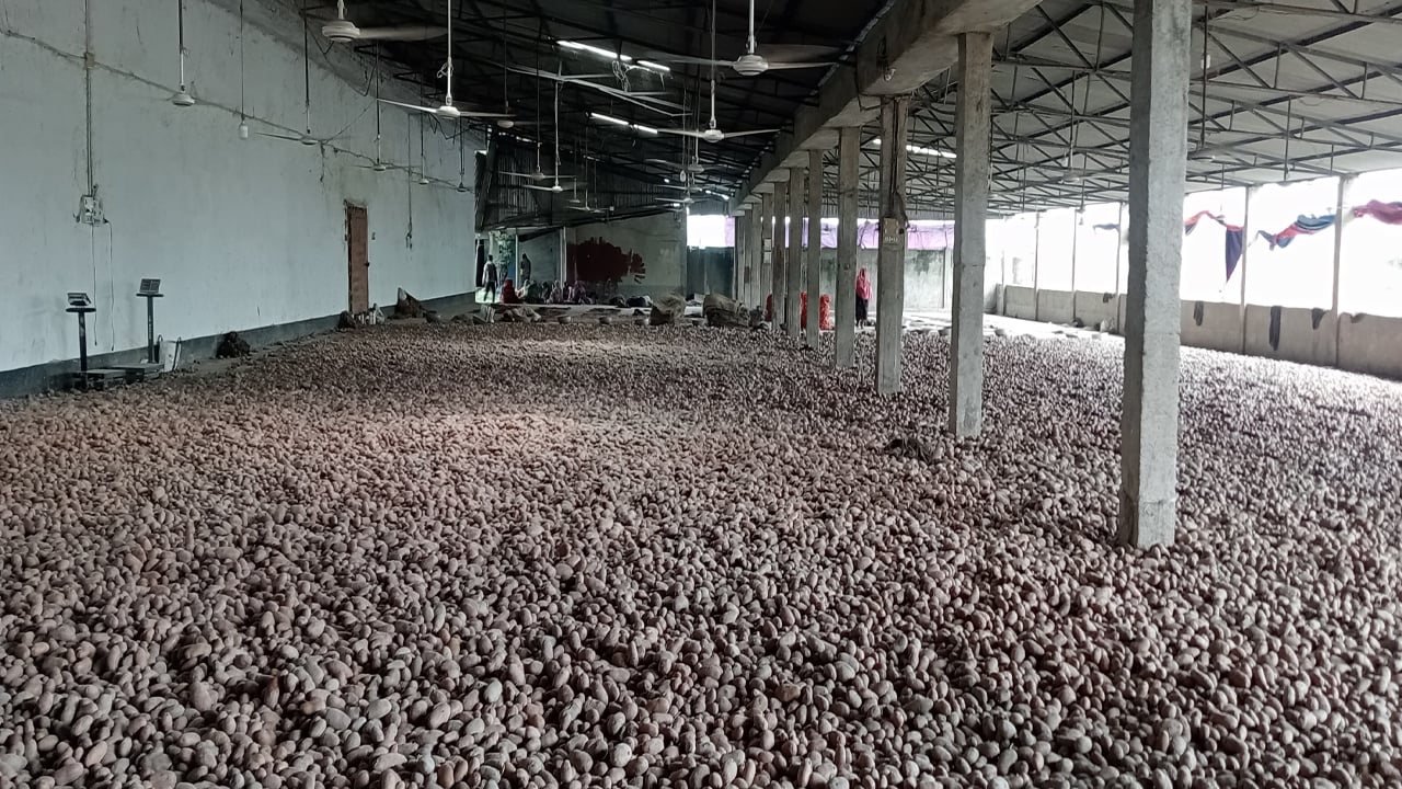 ক্রেতা নেই, হিমাগার থেকে আলু নিচ্ছে না কৃষকরা 
