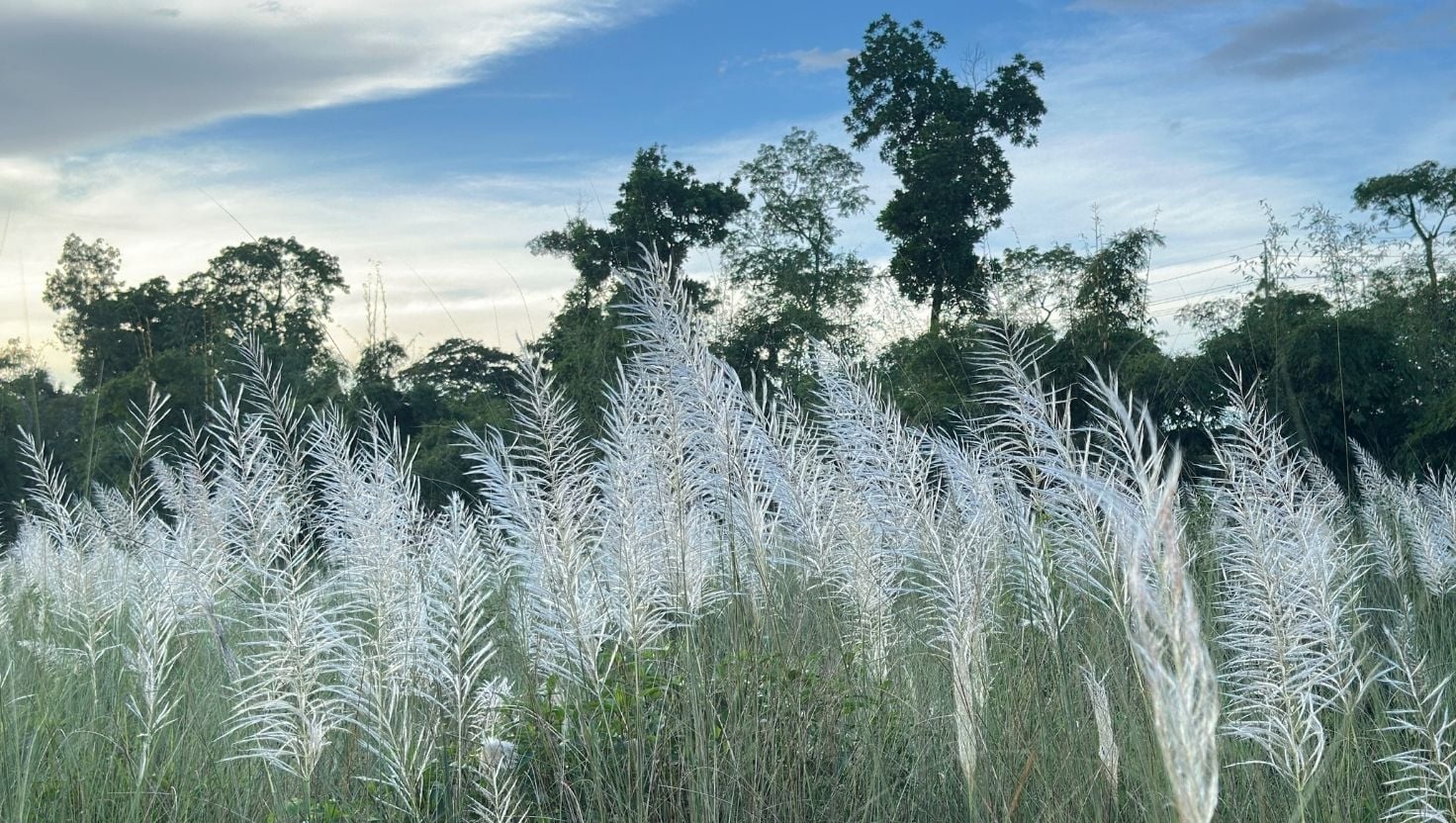 শ্রীমঙ্গলে ছড়ার পাড়জুড়ে শুভ্র কাশবন, প্রকৃতিপ্রেমী-পর্যটকদের ভিড়