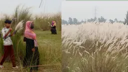 গন্ডামারায় মনোমুগ্ধকর কাশবন দেখতে দর্শনার্থীদের ভিড়