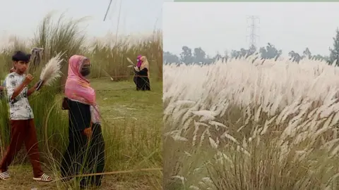 বাঁশখালীর গন্ডামারা ব্রিজের পাশে মনোমুগ্ধকর কাশবন