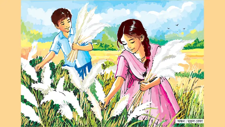 কাশফুল তুলতুল