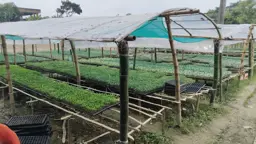 ময়নামতিতে লাভজনক হয়ে উঠছে চারা উৎপাদন