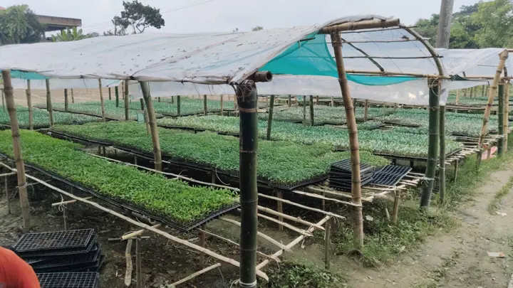 ময়নামতিতে লাভজনক হয়ে উঠছে চারা উৎপাদন