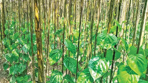 কুমিল্লায় হারিয়ে যাচ্ছে পান চাষ
