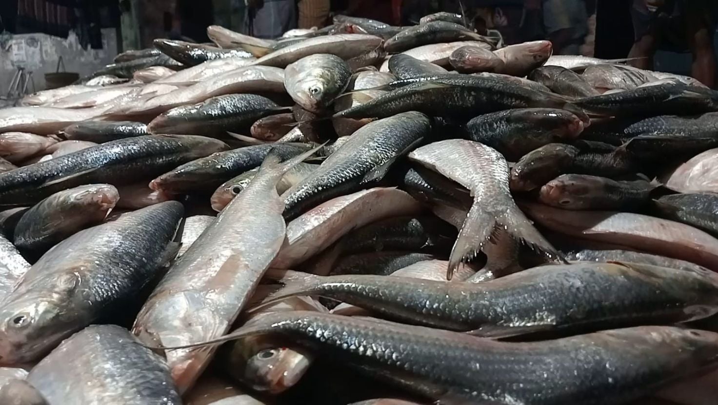 কুয়াকাটায় এক জালেই ৪৬ মণ ইলিশ 