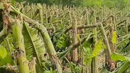 আকস্মিক ঝড়ে ৫৩ হেক্টর কলা-পেঁপের বাগান লন্ডভন্ড, ক্ষতির মুখে কয়েকশ কৃষক