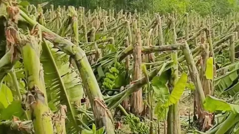 আকস্মিক ঝড়ে ৫৩ হেক্টর কলা-পেঁপের বাগান লন্ডভন্ড, ক্ষতির মুখে কয়েকশ কৃষক