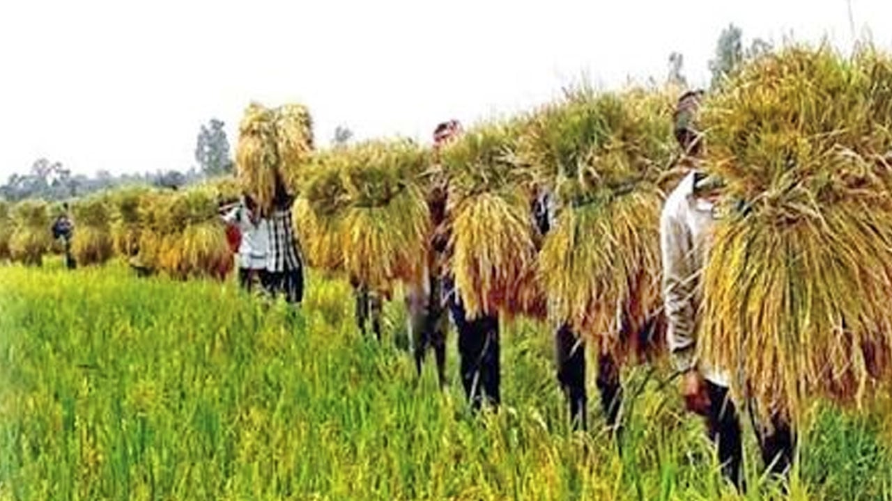 কৃষিকে আধুনিক করতে পার্টনার প্রকল্পে অগ্রগতি