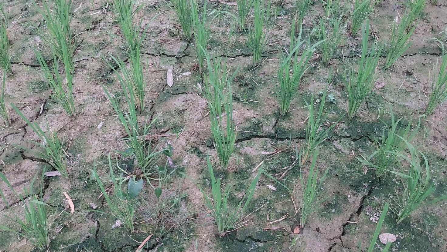 ক্ষেতলালে গভীর নলকূপের মালিকানা নিয়ে দ্বন্দ্বে সেচ বন্ধ, বিপাকে কৃষক