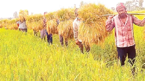 খাদ্য ঘাটতির দেশে বাড়তি উৎপাদন