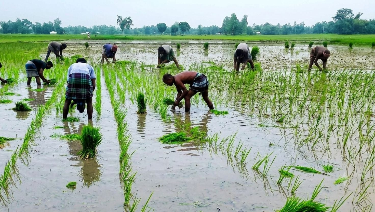 খানসামায় মাঠজুড়ে আমন রোপণের উৎসব
