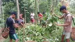 খাসিয়াপুঞ্জিতে দুর্বৃত্তদের তাণ্ডব, ৯ পরিবারের ৮ হাজার পানগাছ কর্তন