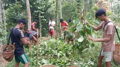 খাসিয়াপুঞ্জিতে দুর্বৃত্তদের তাণ্ডব, ৯ পরিবারের ৮ হাজার পানগাছ কর্তন​