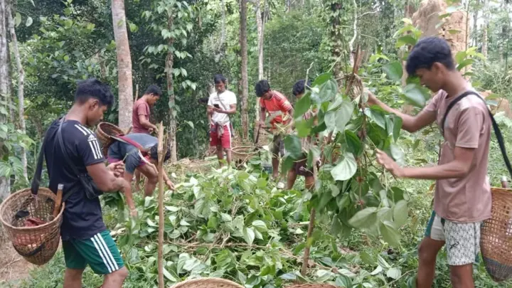 খাসিয়াপুঞ্জিতে দুর্বৃত্তদের তাণ্ডব, ৯ পরিবারের ৮ হাজার পানগাছ কর্তন​
