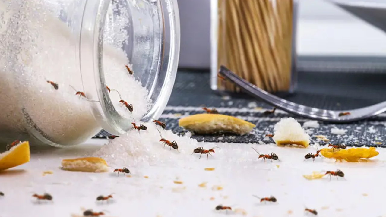 পিঁপড়া যেভাবে মিষ্টির খোঁজ পায়