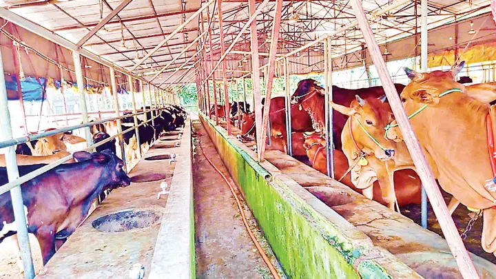 গরুর খামার করে সফল তরুণ উদ্যোক্তা ইয়াসিন আরাফাত