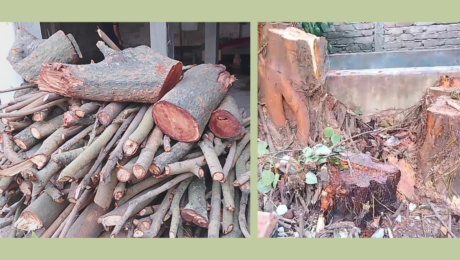 ভৈরবে শতবর্ষী বটগাছ কেটে নিলেন আ.লীগ নেতা