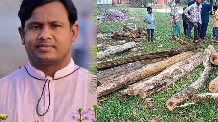 কুমিল্লায় সরকারি গাছ কাটার অভিযোগে ইউপি সদস্যের বিরুদ্ধে মামলা