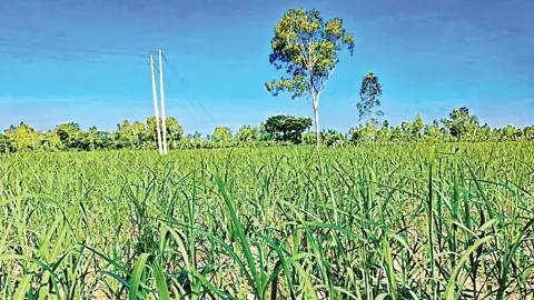 গোবিন্দগঞ্জে আগাম আখ চাষে ঝুঁকছেন কৃষক