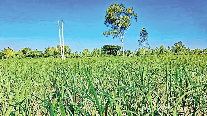 গোবিন্দগঞ্জে আগাম আখ চাষে ঝুঁকছেন কৃষক