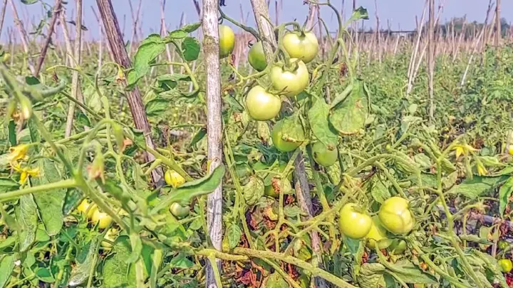 গ্রাফটিং পদ্ধতিতে টমেটো চাষে সাফল্য, দামে হতাশ কৃষক