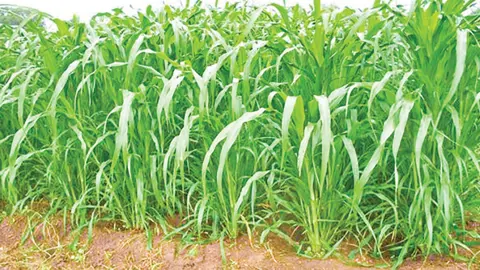 ঘাসের সংকটে দুধ উৎপাদন অর্ধেক, বিপাকে খামারিরা