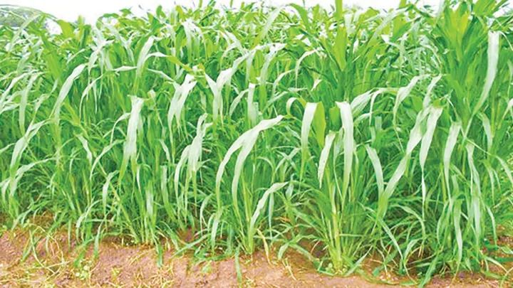 ঘাসের সংকটে দুধ উৎপাদন অর্ধেক, বিপাকে খামারিরা